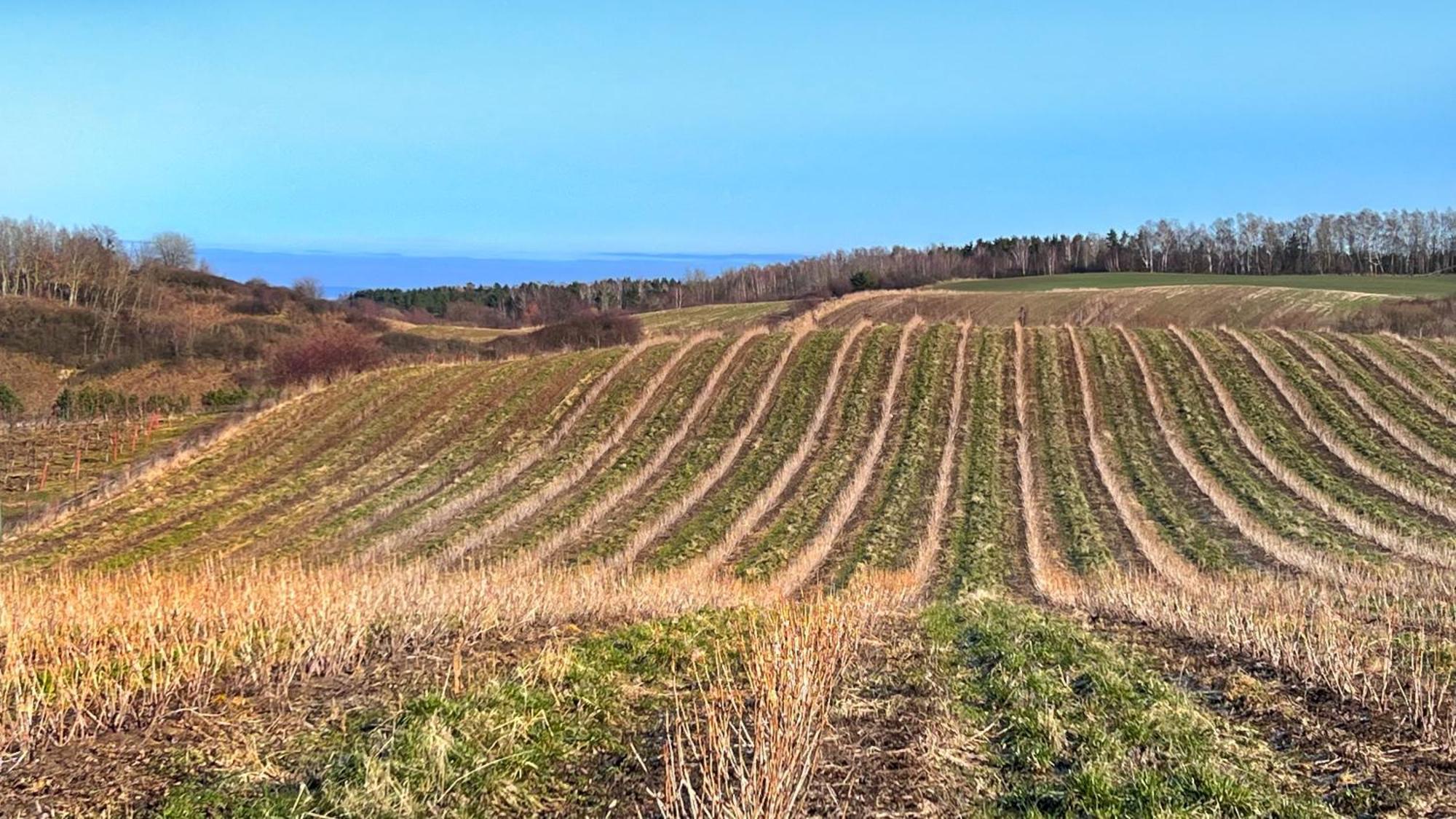 Osada Nad Zalewem Villa Tolkmicko Buitenkant foto